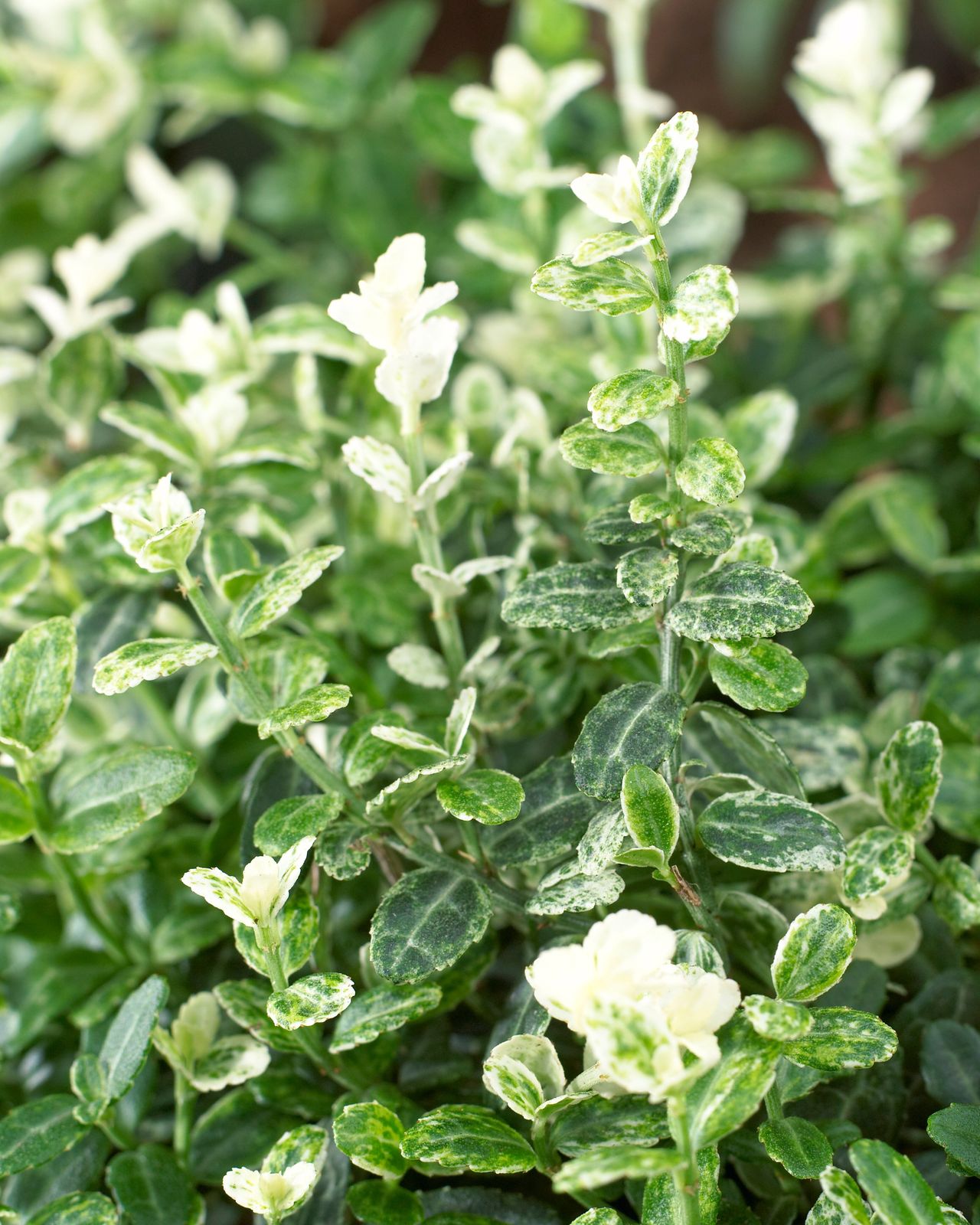 Bladhoudende euonymus