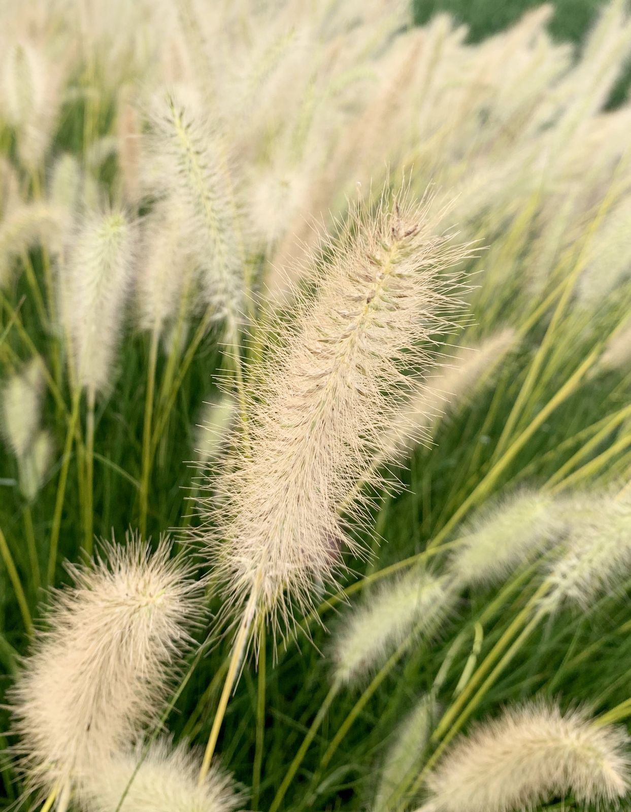 Siergras met pluimen