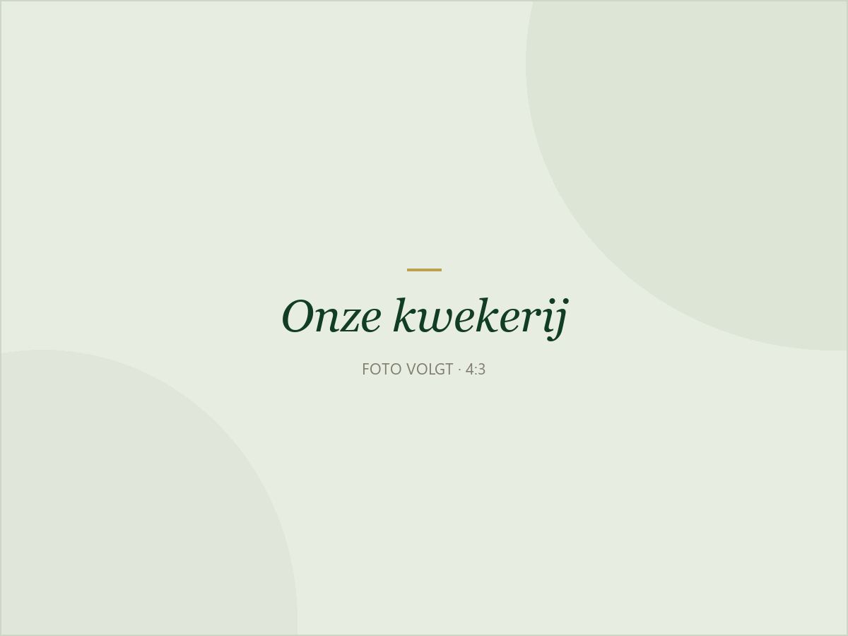 De serres van onze kwekerij in Aaigem