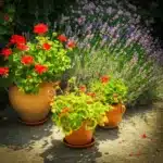 Tuinkalender Augustus