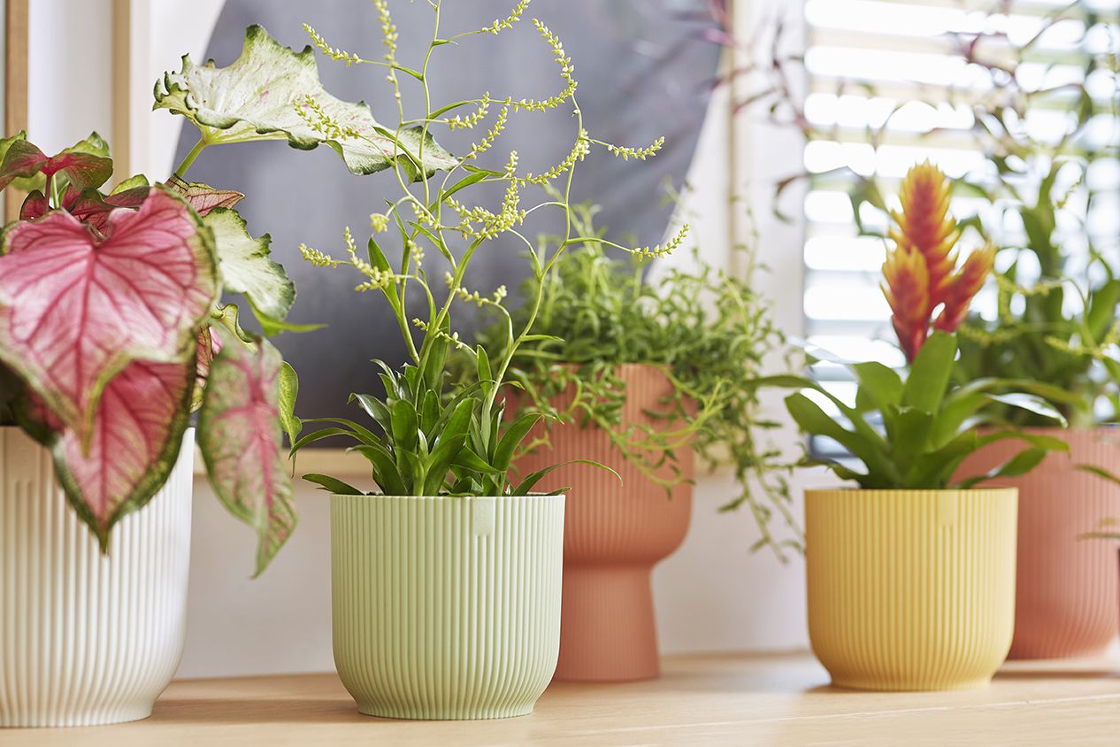 Kleurrijke elho-potten met kamerplanten